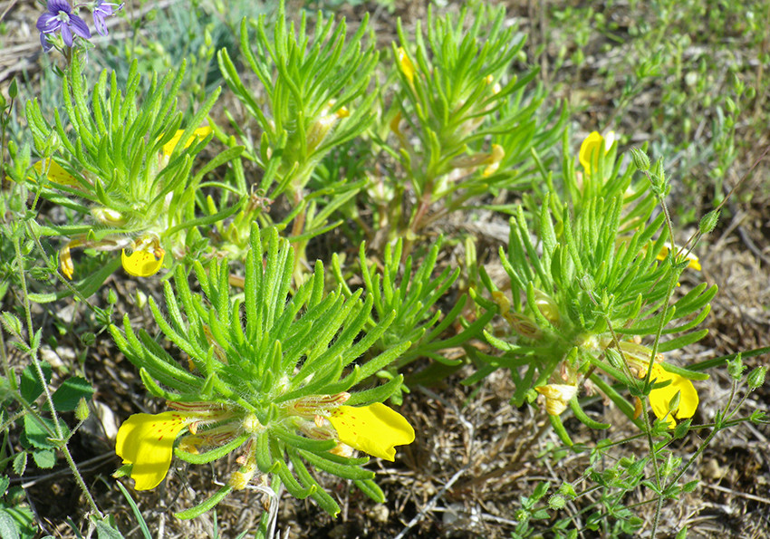  хіоська Ajuga chamaepitys